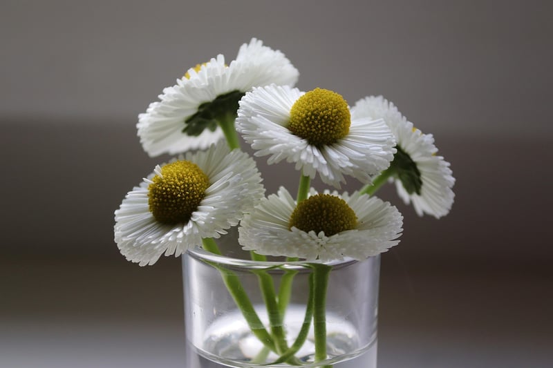 Daisy flowers